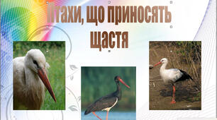 "Птахи,  що  приносять  щастя"
