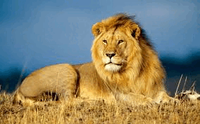 0500398k-a858-284x177.png