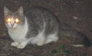 05003b16-0eea-295x180.jpg