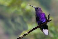 Фіолетові птахи з фото - Колібрі-шаблекрил фіолетовий (Campylopterus hemileucurus)