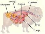Травна система Ссавців — урок. Біологія, 7 клас.