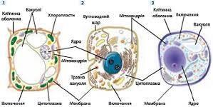 05003db1-a5fe-299x150.jpg