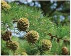 Червона книга України. Модрина польська Larix polonica Racib. (L. decidua Mill. subsp. polonica (Racib.) Domin)