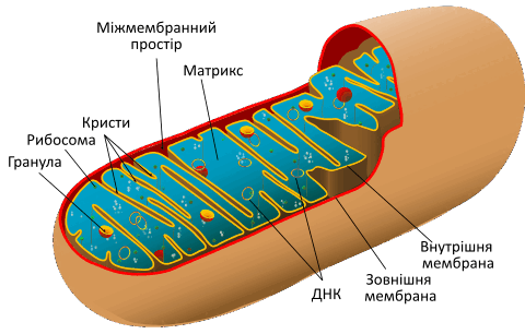 05003g2m-de66-480x306.png