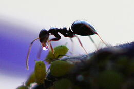 05003je1-9087-261x174.jpg