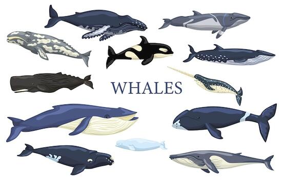 Vector set whales isolated on white background. collection ocean animals blue whale, gray, humpback, fin, minke, bowhead, right, beluga, cachalot, narwhal and orca. vector illustration for any purposes.