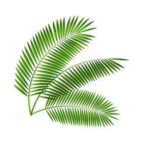 Palm Leaf Векторні ілюстрації - Вектор, зображення