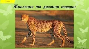 Живлення та дихання тварин