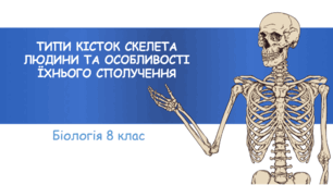 Презентація "Типи кісток скелета людини та особливості їхнього сполучення"