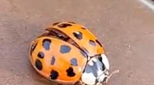 Сонечко 🐞