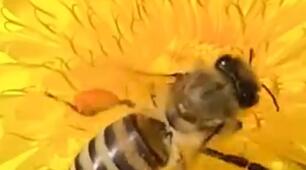 Бджола 🐝