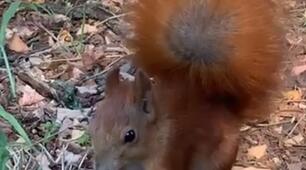 Білка 🐿️