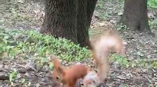 Білочка 🐿️