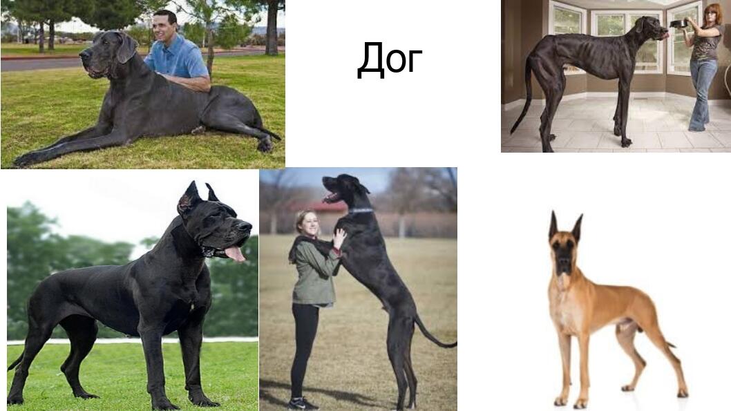 всі породи собак 2 | Презентація. Дошкільна освіта