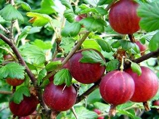 05003pj7-061b-320x240.jpg