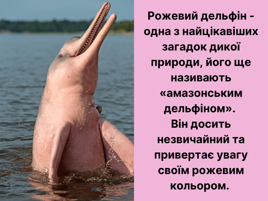 05003pke-608e-940x705.png