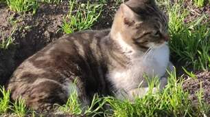 Одеські котики