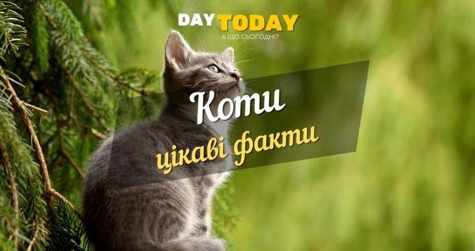 цікаві факти про котів