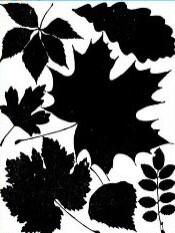 05003v41-47e2-175x233.jpg