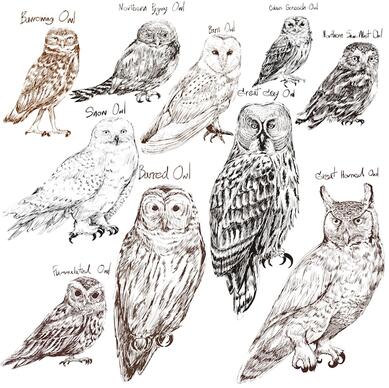 Free vector illustration drawing style of owl birds collection