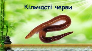 Презентація з біології на тему "Кільчасті черви"