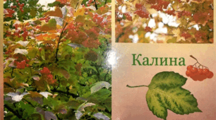 Конспект уроку "Наш символ і оберіг. Василь Скуратівський. Калина"