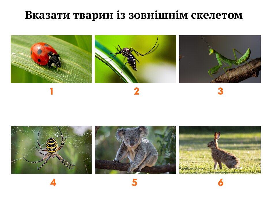 Дидактичні картки "Безхребетні тварини" ( 5 клас, НУШ, "Пізнаємо ...