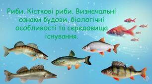 Презентація "Риби. Кісткові риби. Визначальні ознаки будови, біологічні особливості та середовища існування"