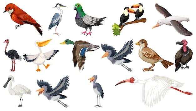 Different kinds of birds collection