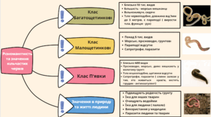 Ментальна карта "Різноманітність та значення кільчастих червів"