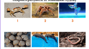 Дидактичні картки  "Безхребетні тварини" ( 5 клас, НУШ, "Пізнаємо природу")
