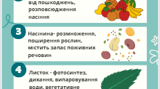 Інфографіка "Будова квіткових рослин" ( 5 клас, НУШ, "Пізнаємо природу")