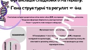 Організація спадкового матеріалу. Гени структурні та регуляторні