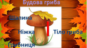 Конспект уроку з природознавства для 3 класу "Гриби"