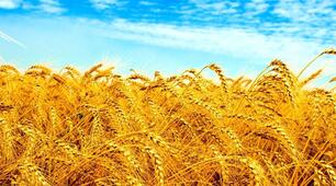 Презентація з предмету історія України 10 клас на тему "Головна українська рада"