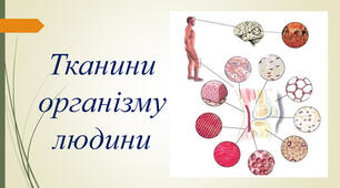 8 кл. Типи тканин людини