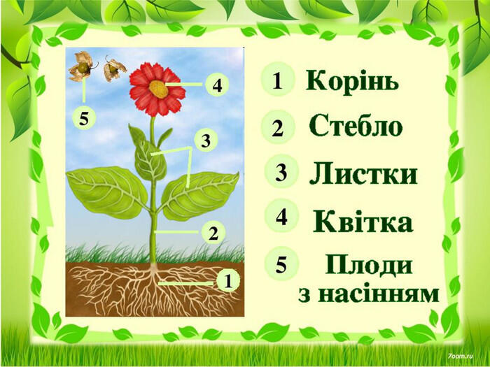 Презентація "Будова квіткової рослини. Вегетативні й ...