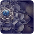 050055kd-cd88-120x120.png