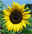 050057cz-7c73-106x111.png