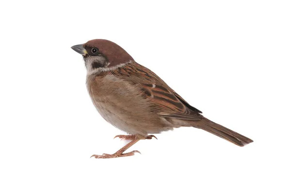 050058xl-dd74-600x400.jpg