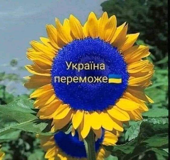 05005ile-e6fe-563x529.jpg