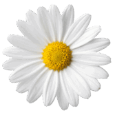 05005qid-17a9-167x167.png