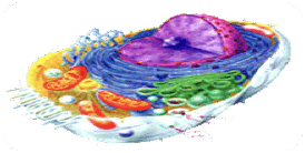 0500605z-780f-281x142.png