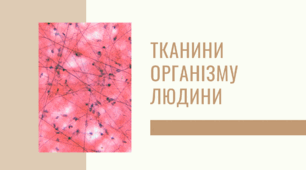 Презентація "Тканини організму людини"