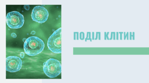 Презентація на тему "Поділ клітин"