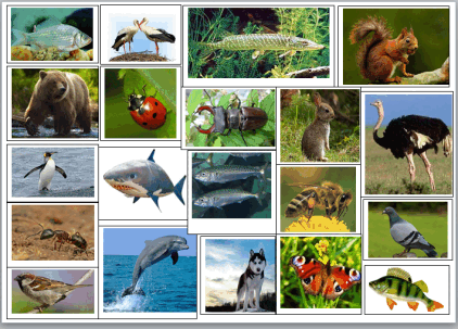 05006jeo-b481-422x303.png