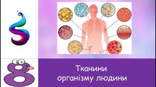 Лабораторне дослідження №1. Ознайомлення з препаратами тканин людини.