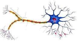 Imprimir Mapa Interactivo: Estructura de una neurona (fisiologia humana)