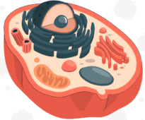 05006kuh-1d73-205x170.png