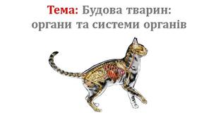 Урок 3/3. Будова тварин:  органи та системи органів.